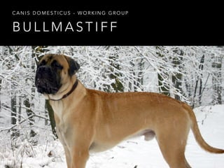 CANIS DOMESTICUS - WORKING GROUP 
BULLMASTIFF 
 