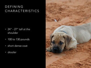 DEFINING 
CHARACTERISTICS 
• 24” - 27” tall at the 
shoulder 
• 100 to 130 pounds 
• short dense coat 
• drooler 
