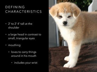 DEFINING 
CHARACTERISTICS 
• 2‘ to 2’ 4’ tall at the 
shoulder 
• a large head in contrast to 
small, triangular eyes 
• mouthing 
• loves to carry things 
around in his mouth 
• includes your wrist 
 