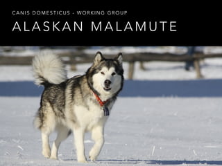 CANIS DOMESTICUS - WORKING GROUP 
ALASKAN MALAMUTE 
 