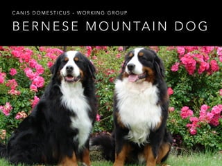 CANIS DOMESTICUS - WORKING GROUP 
BERNESE MOUNTAIN DOG 
 