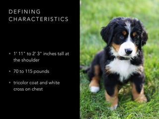 DEFINING 
CHARACTERISTICS 
• 1' 11" to 2' 3" inches tall at 
the shoulder 
• 70 to 115 pounds 
• tricolor coat and white 
cross on chest 
 