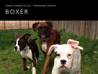 CANIS DOMESTICUS - WORKING GROUP 
BOXER 
 