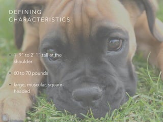 DEFINING 
CHARACTERISTICS 
• 1’ 9” to 2’ 1” tall at the 
shoulder 
• 60 to 70 pounds 
• large, muscular, square-headed 
 