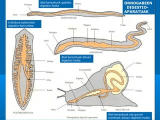 Atal bereziturik gabeko
digestio-hodia

ORNOGABEEN
DIGESTIOAPARATUAK

Irekidura bakarreko
digestio-barrunbea

Atal berezituak dituen
digestio-hodia

Atal berezituak eta guruin
erantsiak dituen digestio-hodia

 