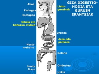 Ahoa
Faringea
Esofagoa

GIZA DIGESTIOListuHODIA ETA
guruinak
GURUIN
ERANTSIAK

Gibela eta
behazun-xixkua
Urdaila

Heste
meharra

Area edo
pankrea

Kolona

Heste
Itsua

Ondestea
Uzkia

 