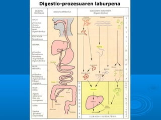 Digestio-prozesuaren laburpena

 
