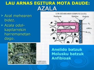 LAU ARNAS EGITURA MOTA DAUDE:

AZALA




Azal mehearen
bidez.
Azala odolkapilarrekin
harremanetan
dago.
Anelido batzuk
Molusku batzuk
Anfibioak

 
