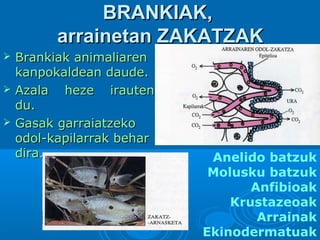 BRANKIAK,
arrainetan ZAKATZAK




Brankiak animaliaren
kanpokaldean daude.
Azala heze irauten
du.
Gasak garraiatzeko
odol-kapilarrak behar
dira.

Anelido batzuk
Molusku batzuk
Anfibioak
Krustazeoak
Arrainak
Ekinodermatuak

 