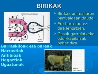 BIRIKAK




Barraskiloak eta bareak
Narrastiak
Anfibioak
Hegaztiak
Ugaztunak

Birikak animaliaren
barrualdean daude.
Era horretan ez
dira lehortzen.
Gasak garraiatzeko
odol-kapilarrak
behar dira.

 