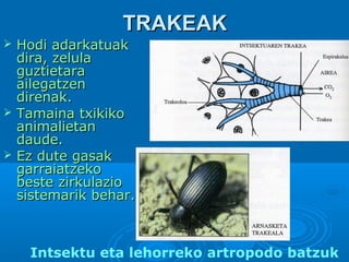 TRAKEAK






Hodi adarkatuak
dira, zelula
guztietara
ailegatzen
direnak.
Tamaina txikiko
animalietan
daude.
Ez dute gasak
garraiatzeko
beste zirkulazio
sistemarik behar.

Intsektu eta lehorreko artropodo batzuk

 