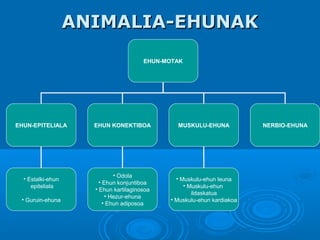 ANIMALIA-EHUNAK
EHUN-MOTAK

EHUN-EPITELIALA

• Estalki-ehun
epiteliala
• Guruin-ehuna

EHUN KONEKTIBOA

MUSKULU-EHUNA

• Odola
• Ehun konjuntiboa
• Ehun kartilaginosoa
• Hezur-ehuna
• Ehun adiposoa

• Muskulu-ehun leuna
• Muskulu-ehun
ildaskatua
• Muskulu-ehun kardiakoa

NERBIO-EHUNA

 