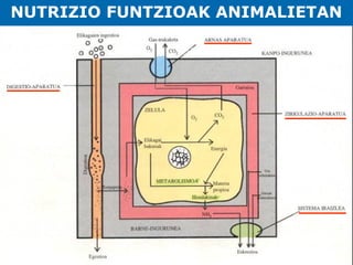 NUTRIZIO FUNTZIOAK ANIMALIETAN

 