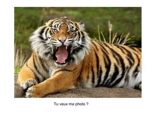Tu veux ma photo ? 
