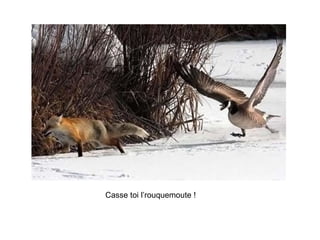 Casse toi l’rouquemoute !  