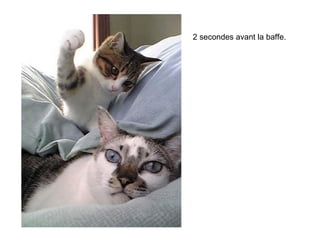 2 secondes avant la baffe. 