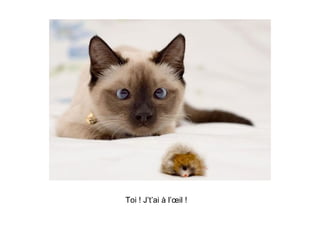 Toi ! J’t’ai à l’œil ! 