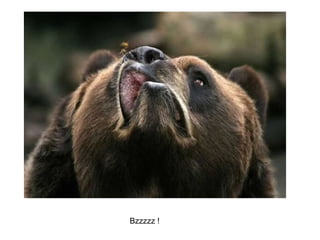 Bzzzzz ! 
