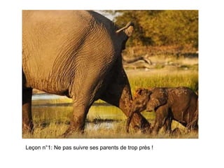 Leçon n°1: Ne pas suivre ses parents de trop près ! 