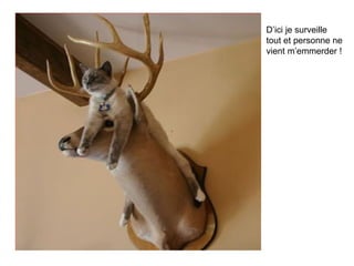 D’ici je surveille tout et personne ne vient m’emmerder ! 