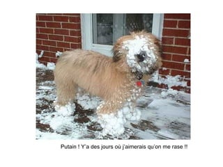 Putain ! Y’a des jours où j’aimerais qu’on me rase !! 