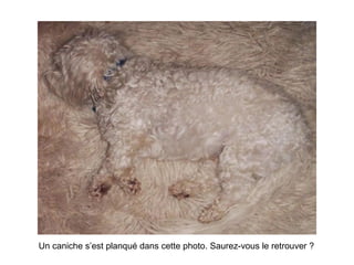 Un caniche s’est planqué dans cette photo. Saurez-vous le retrouver ? 