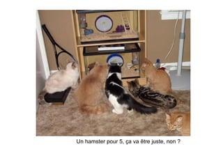 Un hamster pour 5, ça va être juste, non ? 
