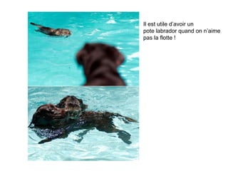 Il est utile d’avoir un pote labrador quand on n’aime pas la flotte ! 