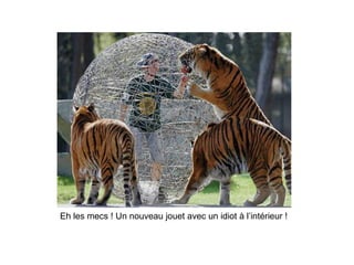 Eh les mecs ! Un nouveau jouet avec un idiot à l’intérieur ! 