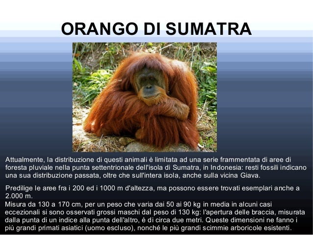 Animali In Via Di Estinzione Scuola Primaria