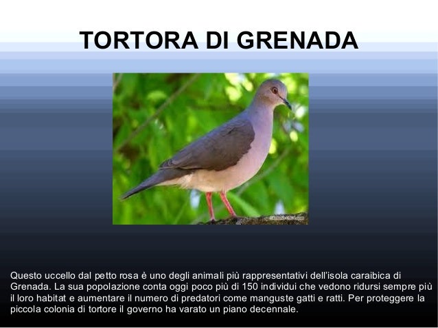 Innesti di torace stretti