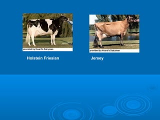 Holstein Friesian Jersey
 
