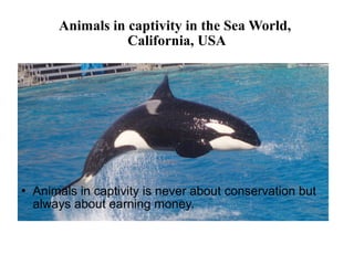 Animals in captivity in the Sea World,
California, USA
 Animals in captivity is never about conservation but
always about earning money.
 