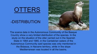 OTTERS
The scarce data in the Autonomous Community of the Basque
Country show a very limited distribution of the species. In the
study on the situation of the otter carried out in the Spanish
State in 1984 and 1985, in the Cantabrian waters of the
Autonomous Community said species was only mentioned in
the Bidasoa, in Navarre territory, while in the slope
Mediterranean was located in all the basins.
-DISTRIBUTION
 