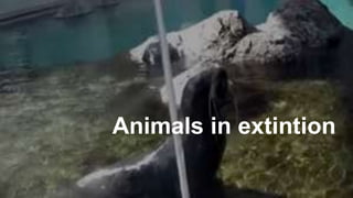 Animals in extintion
 