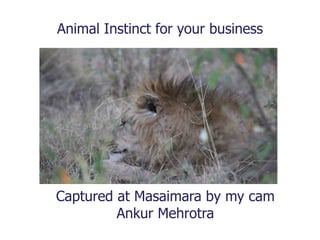 Animal Instinct for your business
Captured at Masaimara by my cam
Ankur Mehrotra
 