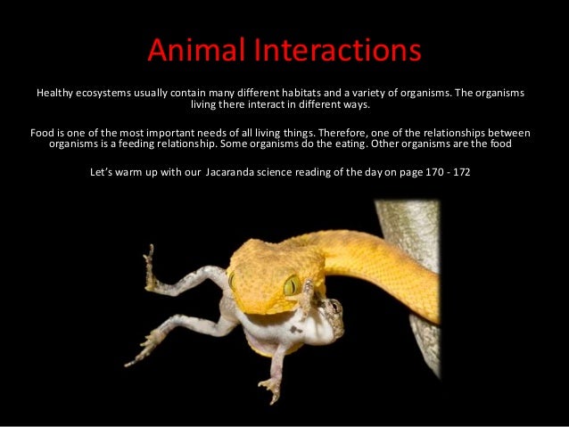 Animal Interactions
Healthy ecosystems usually contain many different habitats and a variety of organisms. The organisms
living there interact in different ways.
Food is one of the most important needs of all living things. Therefore, one of the relationships between
organisms is a feeding relationship. Some organisms do the eating. Other organisms are the food
Let’s warm up with our Jacaranda science reading of the day on page 170 - 172
 