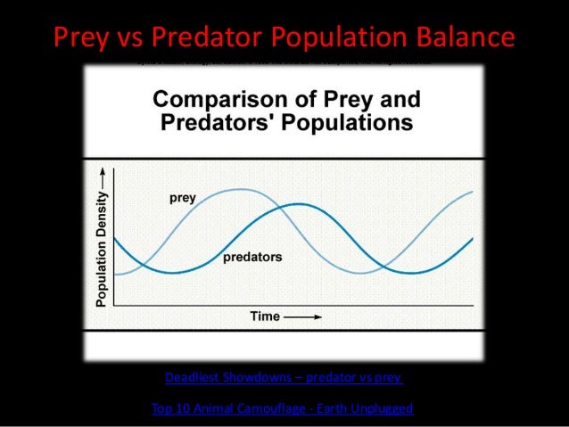 Prey vs Predator Population Balance
Deadliest Showdowns – predator vs prey
Top 10 Animal Camouflage - Earth Unplugged
 