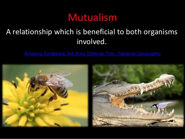 Mutualism
A relationship which is beneficial to both organisms
involved.
Amazing Symbiosis: Ant Army Defends Tree | National Geographic
 