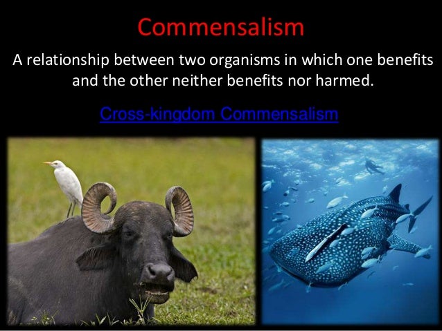 Commensalism
A relationship between two organisms in which one benefits
and the other neither benefits nor harmed.
Cross-kingdom Commensalism
 