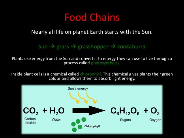 Nearly all life on planet Earth starts with the Sun.
Sun  grass  grasshopper  kookaburra
Plants use energy from the Sun and convert it to energy they can use to live through a
process called photosynthesis.
Inside plant cells is a chemical called chlorophyll. This chemical gives plants their green
colour and allows them to absorb light energy.
Food Chains
 