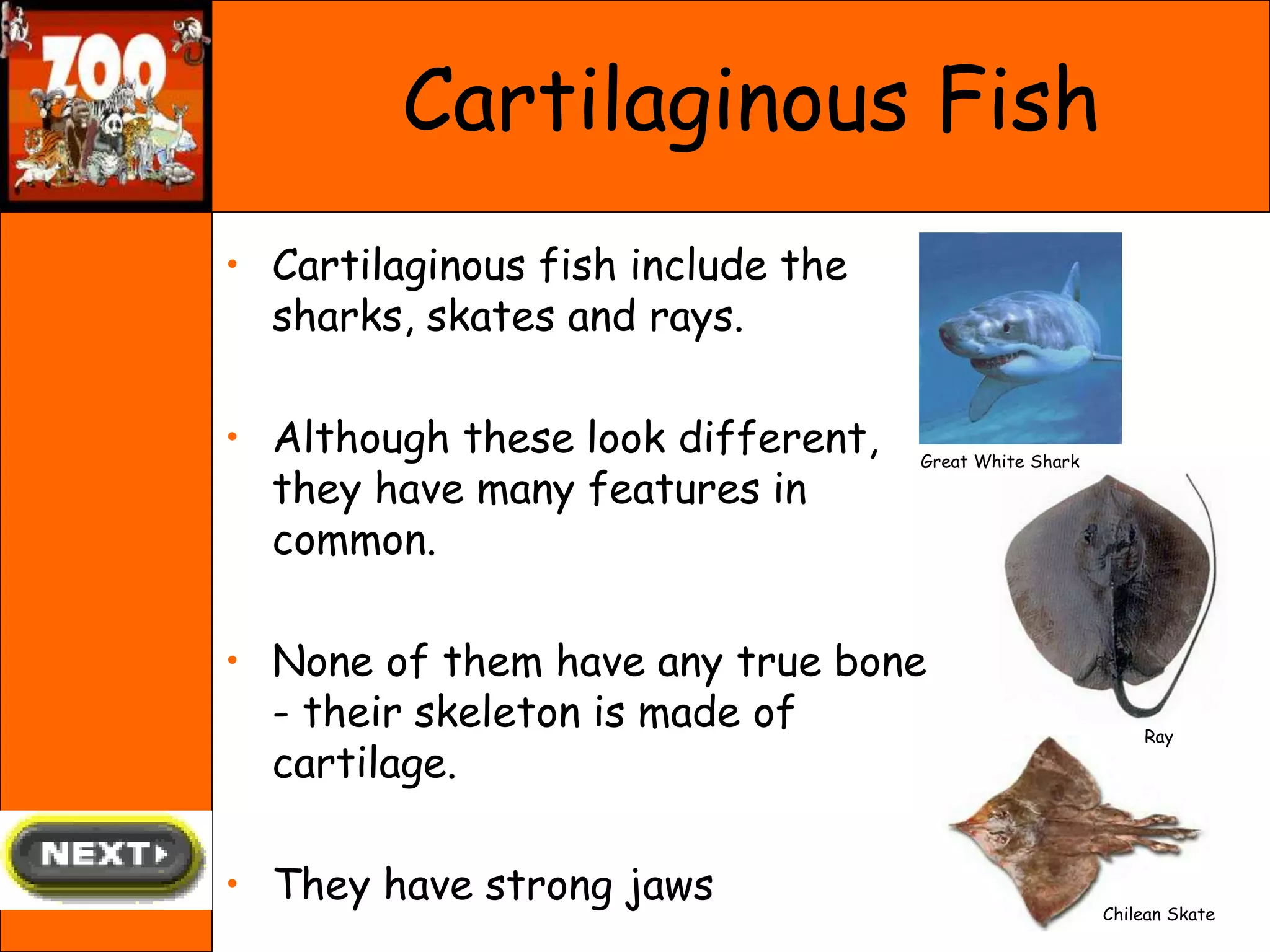 Cartilaginous Fish
• Cartilaginous fish include the
sharks, skates and rays.
• Although these look different,
they have many features in
common.
• None of them have any true bone
- their skeleton is made of
cartilage.
• They have strong jaws
Chilean Skate
Ray
Great White Shark
 