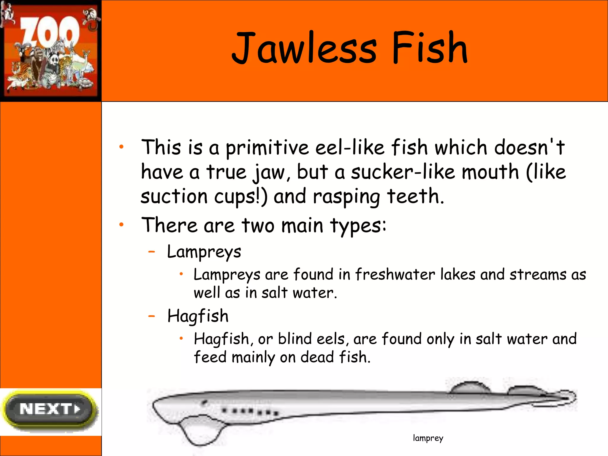 Jawless Fish
• This is a primitive eel-like fish which doesn't
have a true jaw, but a sucker-like mouth (like
suction cups!) and rasping teeth.
• There are two main types:
– Lampreys
• Lampreys are found in freshwater lakes and streams as
well as in salt water.
– Hagfish
• Hagfish, or blind eels, are found only in salt water and
feed mainly on dead fish.
lamprey
 