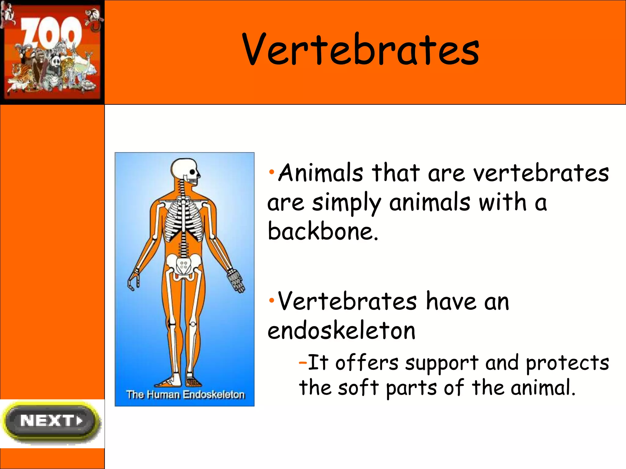 Vertebrates
•Animals that are vertebrates
are simply animals with a
backbone.
•Vertebrates have an
endoskeleton
–It offers support and protects
the soft parts of the animal.
 