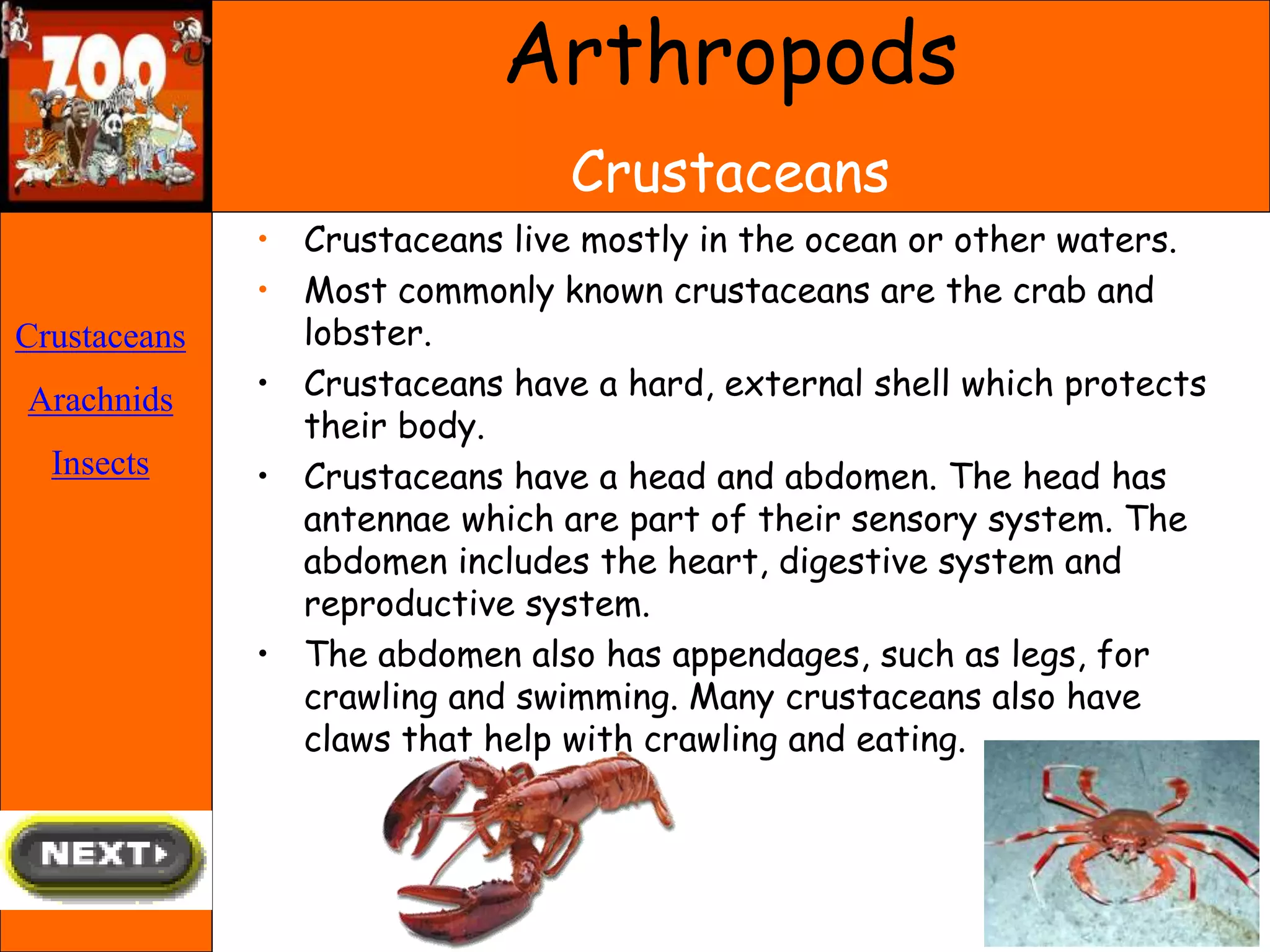 Arthropods
Crustaceans
• Crustaceans live mostly in the ocean or other waters.
• Most commonly known crustaceans are the crab and
lobster.
• Crustaceans have a hard, external shell which protects
their body.
• Crustaceans have a head and abdomen. The head has
antennae which are part of their sensory system. The
abdomen includes the heart, digestive system and
reproductive system.
• The abdomen also has appendages, such as legs, for
crawling and swimming. Many crustaceans also have
claws that help with crawling and eating.
Crustaceans
Arachnids
Insects
 