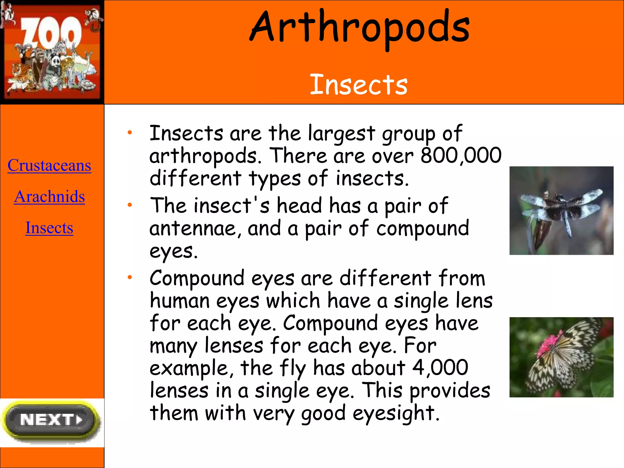 • Insects are the largest group of
arthropods. There are over 800,000
different types of insects.
• The insect's head has a pair of
antennae, and a pair of compound
eyes.
• Compound eyes are different from
human eyes which have a single lens
for each eye. Compound eyes have
many lenses for each eye. For
example, the fly has about 4,000
lenses in a single eye. This provides
them with very good eyesight.
Crustaceans
Arachnids
Insects
Arthropods
Insects
 