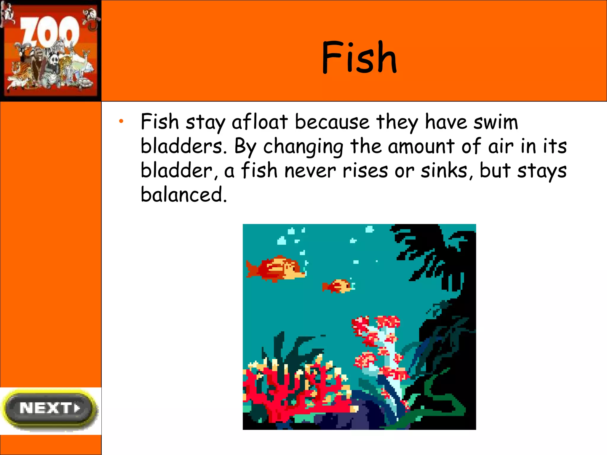 • Fish stay afloat because they have swim
bladders. By changing the amount of air in its
bladder, a fish never rises or sinks, but stays
balanced.
Fish
 