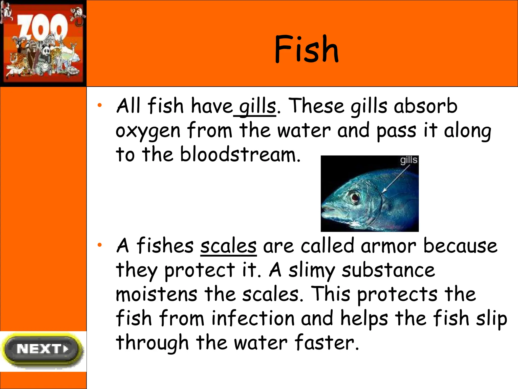 • All fish have gills. These gills absorb
oxygen from the water and pass it along
to the bloodstream.
• A fishes scales are called armor because
they protect it. A slimy substance
moistens the scales. This protects the
fish from infection and helps the fish slip
through the water faster.
Fish
 