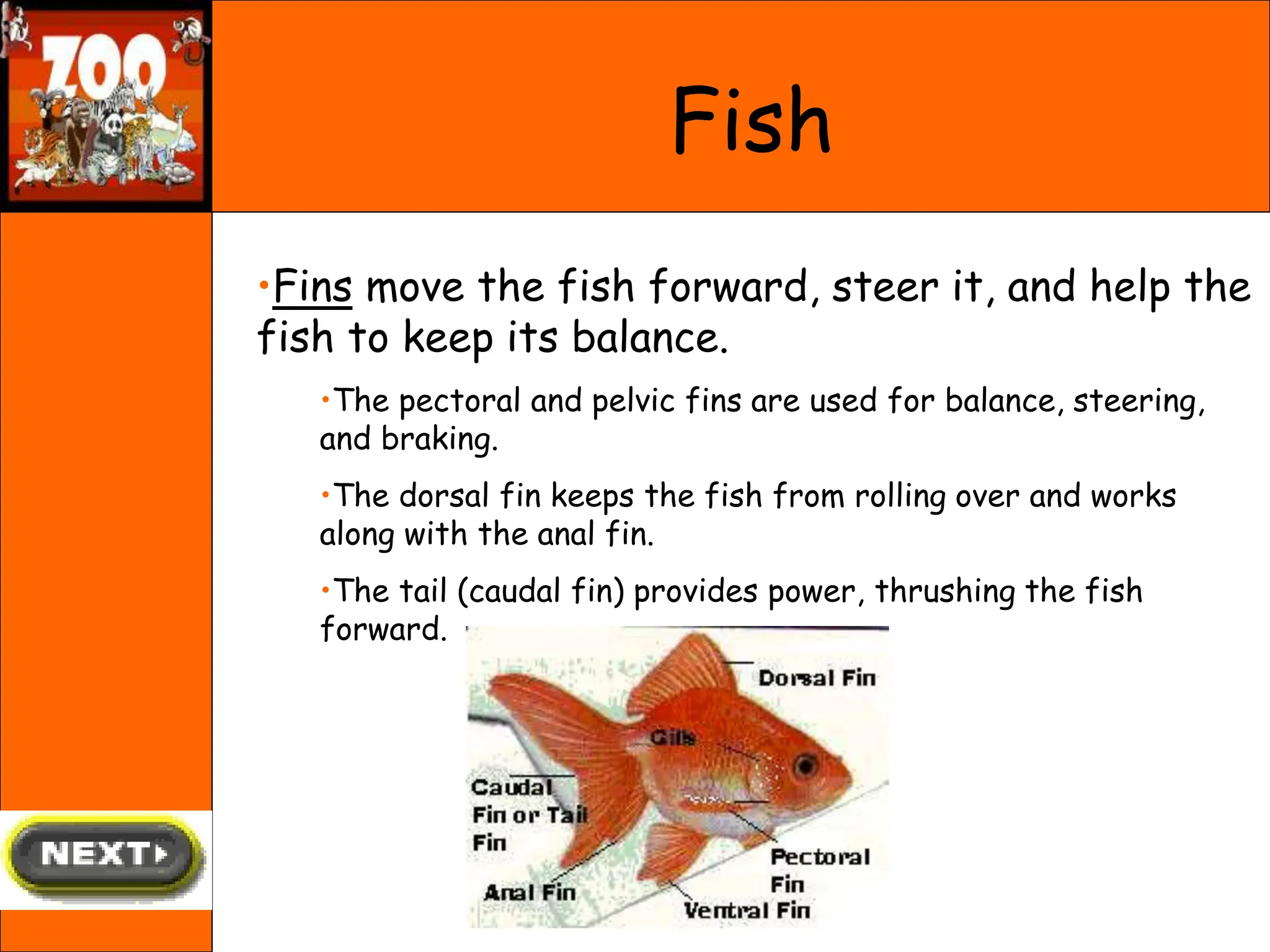 Fish
•Fins move the fish forward, steer it, and help the
fish to keep its balance.
•The pectoral and pelvic fins are used for balance, steering,
and braking.
•The dorsal fin keeps the fish from rolling over and works
along with the anal fin.
•The tail (caudal fin) provides power, thrushing the fish
forward.
 