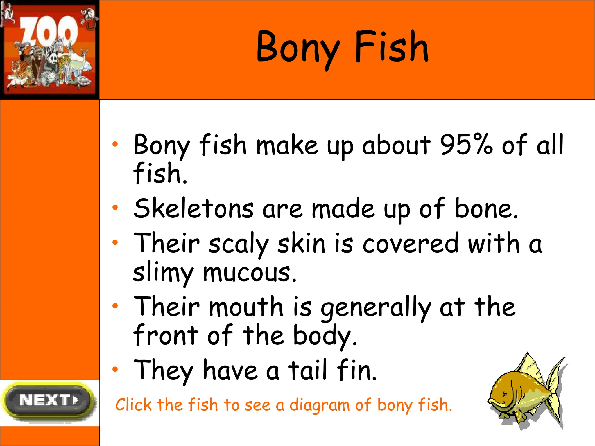 Bony Fish
• Bony fish make up about 95% of all
fish.
• Skeletons are made up of bone.
• Their scaly skin is covered with a
slimy mucous.
• Their mouth is generally at the
front of the body.
• They have a tail fin.
Click the fish to see a diagram of bony fish.
 